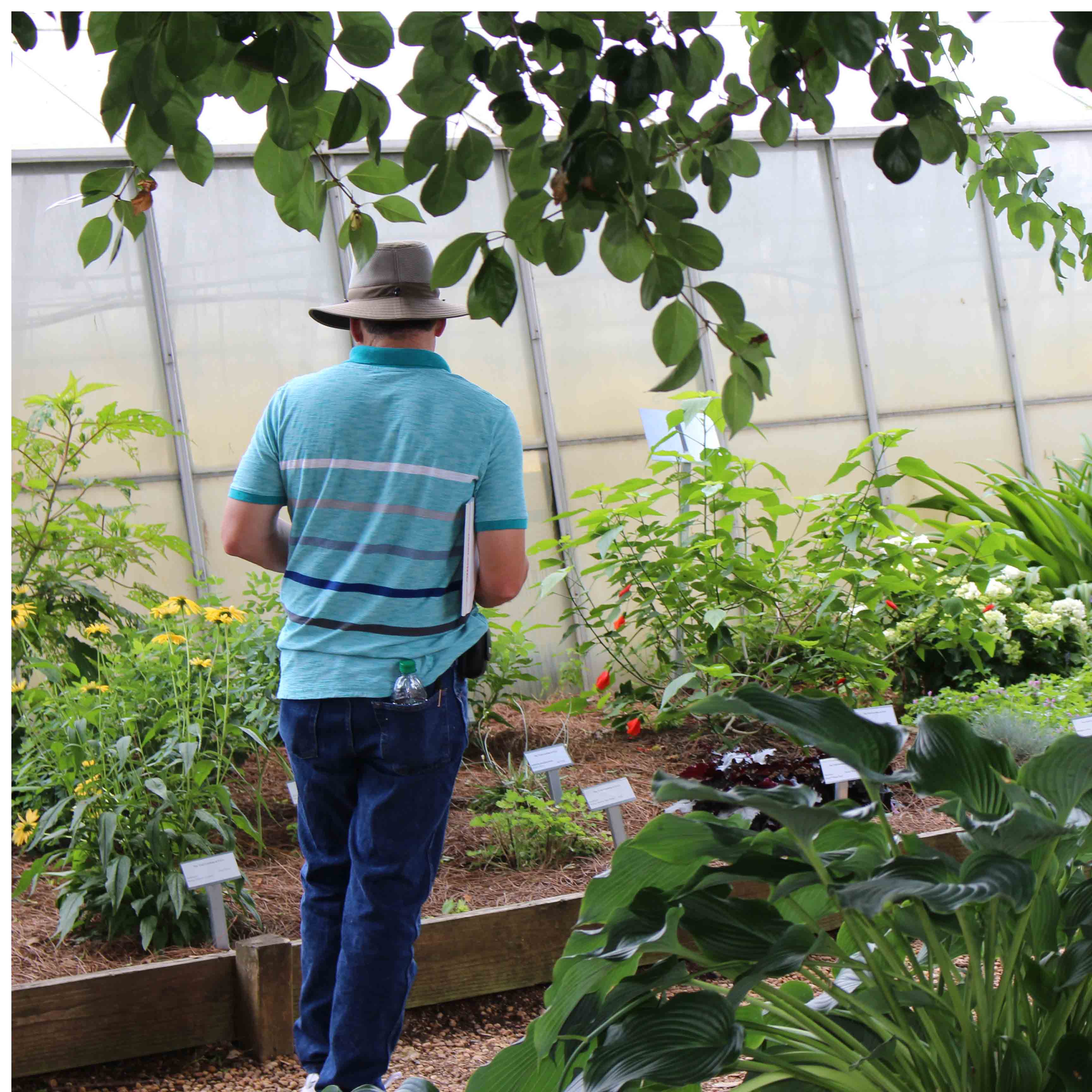 A nursery grower examines plants growing at the Trial Gardens at UGA. The gardens will hold a public open house July 9.