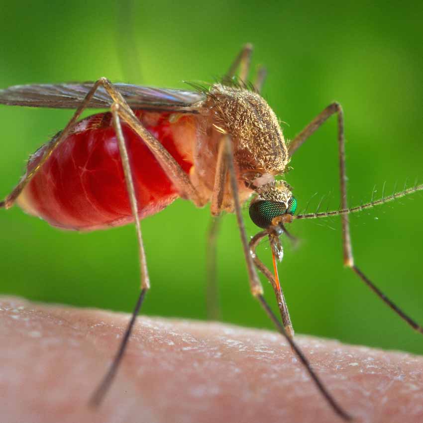 While many of Georgia's 63 species of mosquito thrive in wet weather, southern house mosquitoes — which transmit West Nile virus — prefer dry or even drought conditions.
