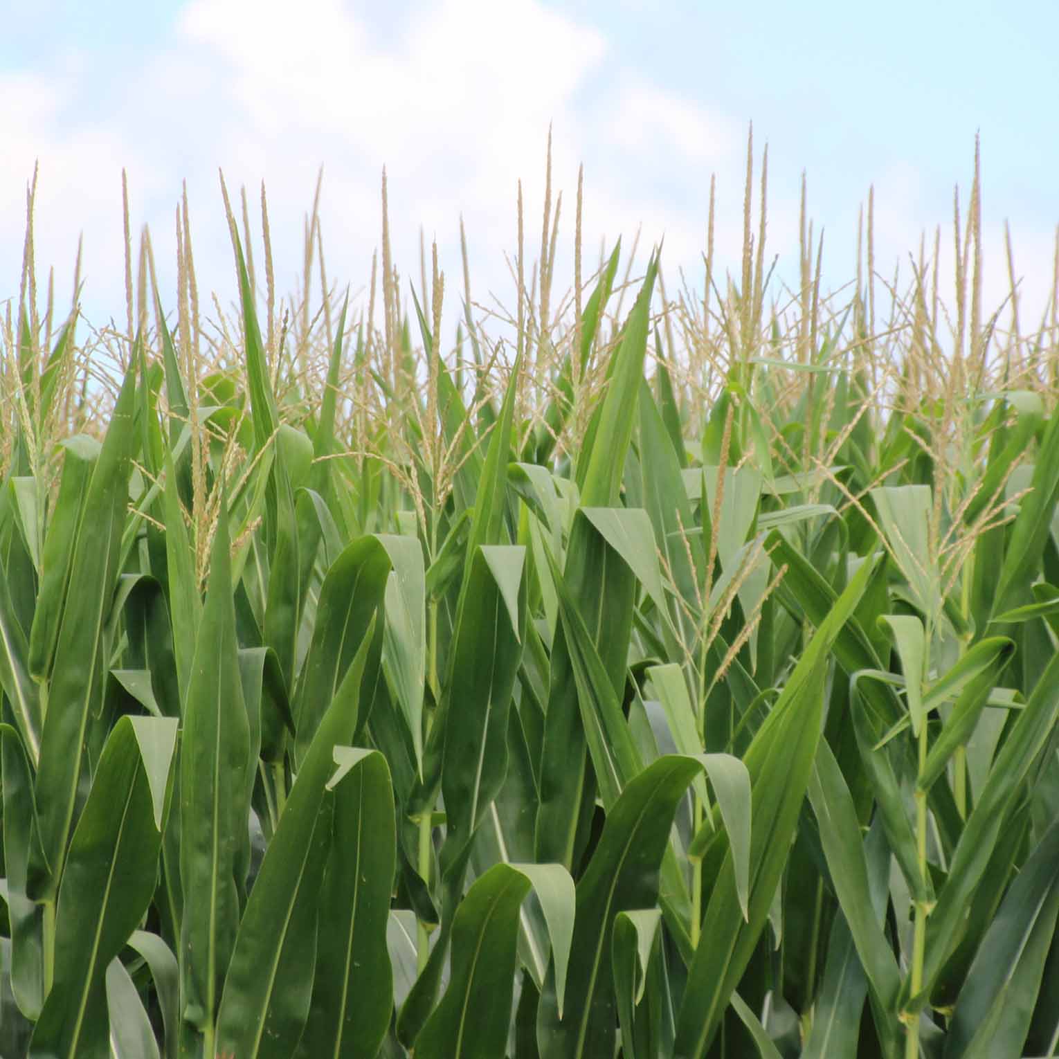 A picture of a corn field from a few years ago. Recent rains have helped this year's corn crop, according to UGA Extension specialist Eric Prostko.
