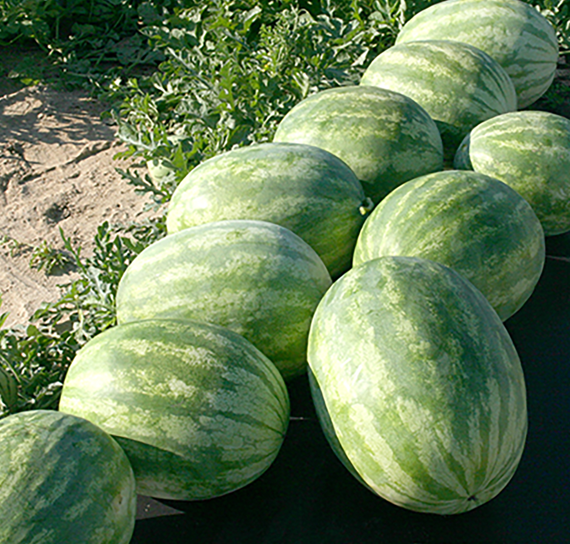 Watermelons in a pile during harvest on the UGA Tifton Campus.