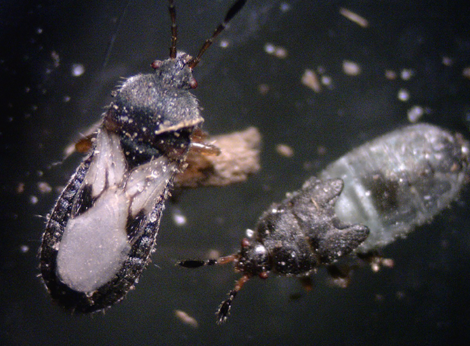 A close-up view of chinch bugs.