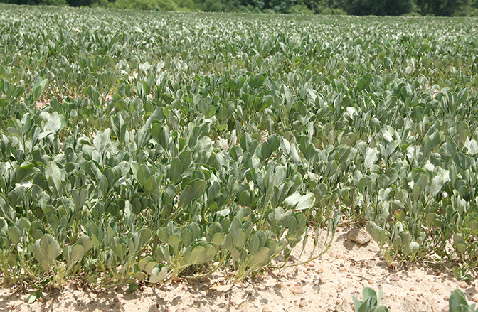 A field of dryland peanuts in Tift County.