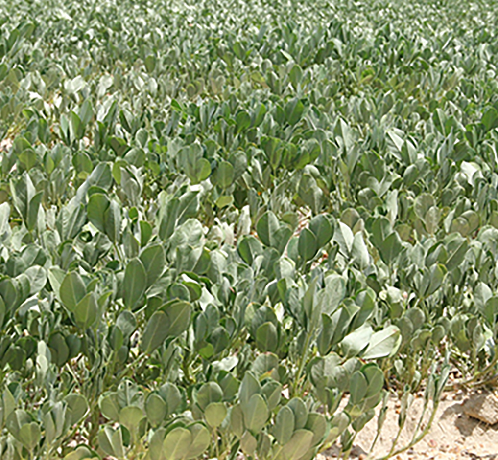 A field of dryland peanuts in Tift County.