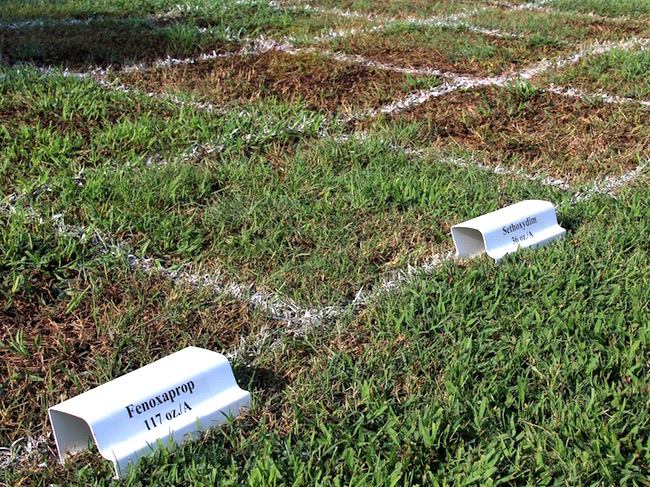 A herbicide trial on the turfgrass research plots at the University of Georgia campus in Griffin, Georgia.
