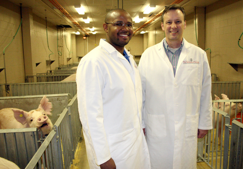 Steve Stice and Franklin West with the UGA College of Agricultural and Environmental Sciences stand with their pigs in Athens in April of 2010.