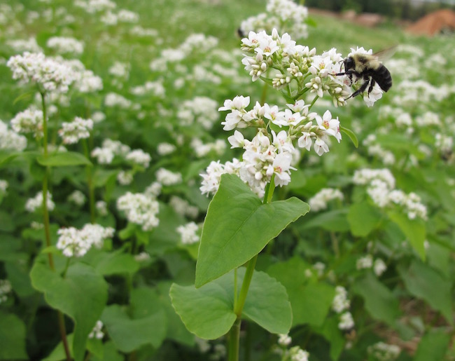 Buckwheat is an unusually fast-growing plant produced by commercial agriculture for its grain-like seeds. In the home garden, it is one of the best summer cover/green manure crops available.