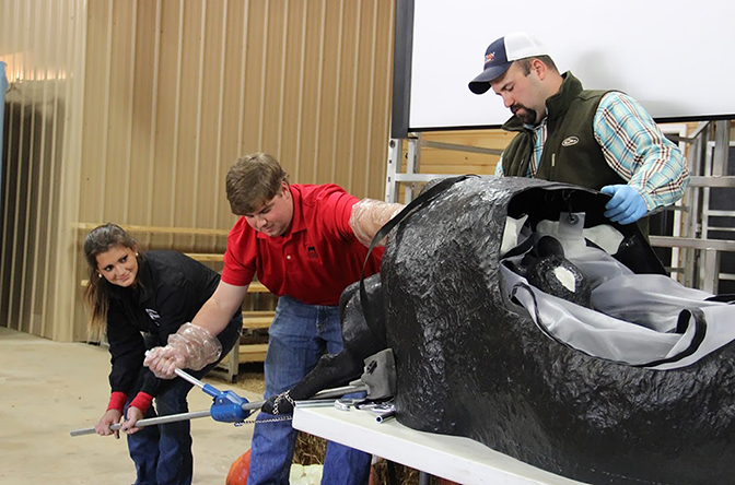 Participants practice extracting a calf using a calving simulator from Clemson University during a UGA short course. The simulator is similar to the one that will be used for trainings by UGA Cooperative Extension.