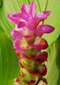 Curcuma gingers blooms like this Jewel of Thailand are actually comprised of colorful bracts.