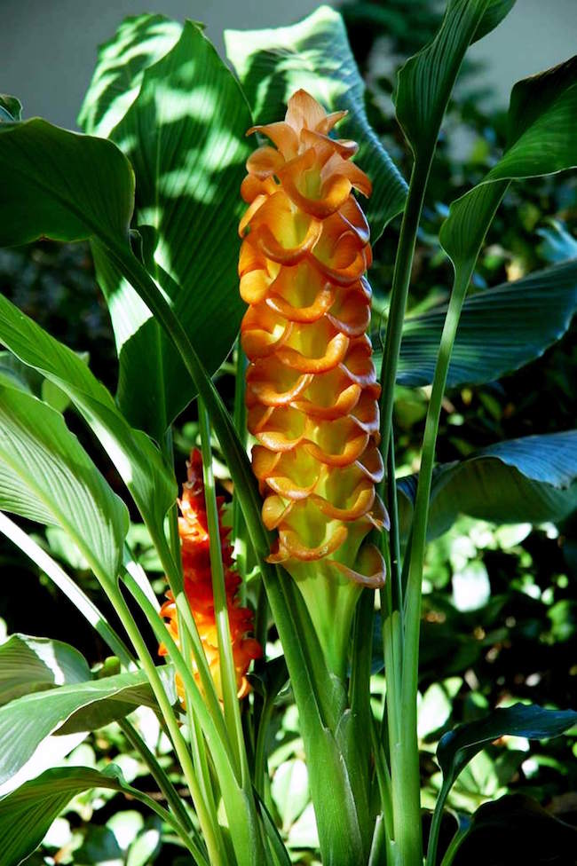Curcuma gingers, like this Jewel of Burma, offer a bold tropical look to the partly shady landscape.jpg