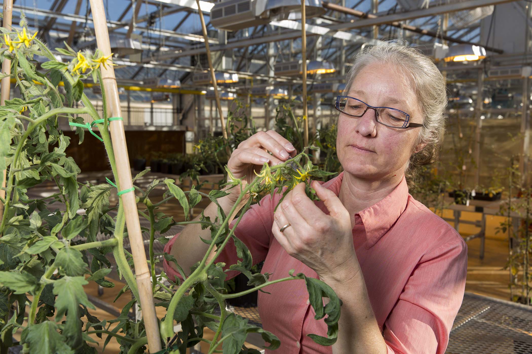 Esther van der Knaap, professor of horticulture, was one of the many UGA College of Agricultural and Environmental Sciences researchers who helped the college break its external research funding record in fiscal year 2016.