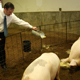 Steve Stice keeps his pigs happy with a little more feed after a press conference on May 4, 2010, in Athens, Ga.