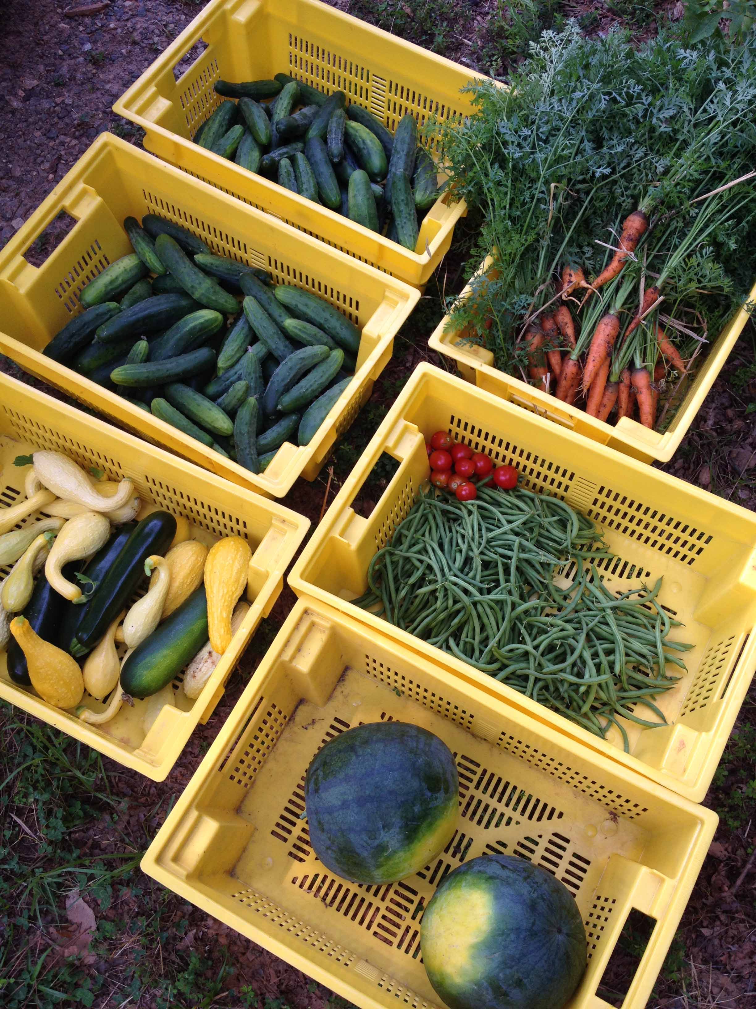 The garden at the Scott Site at Rock Eagle 4-H Center produces between 500 and 2,000 pounds. This garden staff is hoping to collect heirloom seeds from middle Georgia gardeners to make next year's crop more-resilient and historically accurate.