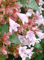 This abelia shrub is suitable for planting by a home's foundation because it can adapt to extreme conditions. Many plants cannot tolerate the high heat, compact soil and highly alkaline soil often found beside home foundations.