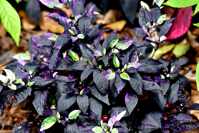 This ornamental pepper has smoky purple-black leaves and flowers that open purple and fade to shiny round fruits that ripen from black to fiery red. Purple Flash peppers are edible, but really pack the heat. Locate plants away from areas where small children play. These tiny, colorful peppers beg to be picked, and an unwary child could suffer burns. (Information provided by Bonnie Plants)