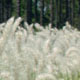 From late March to mid-June the fluffy silvery-white seed heads of cogongrass wave like flags marking infestations in forests, along roadways and other places. During this time, no other grass in Georgia has that kind of seed head.