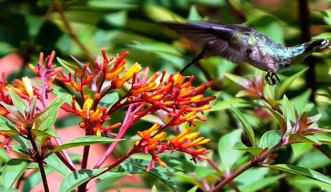 Ruby-throated hummingbirds love 'Lime Sizzler' firebush.
