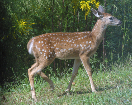 Fawn with spots grazes on a landscape in North Georgia.