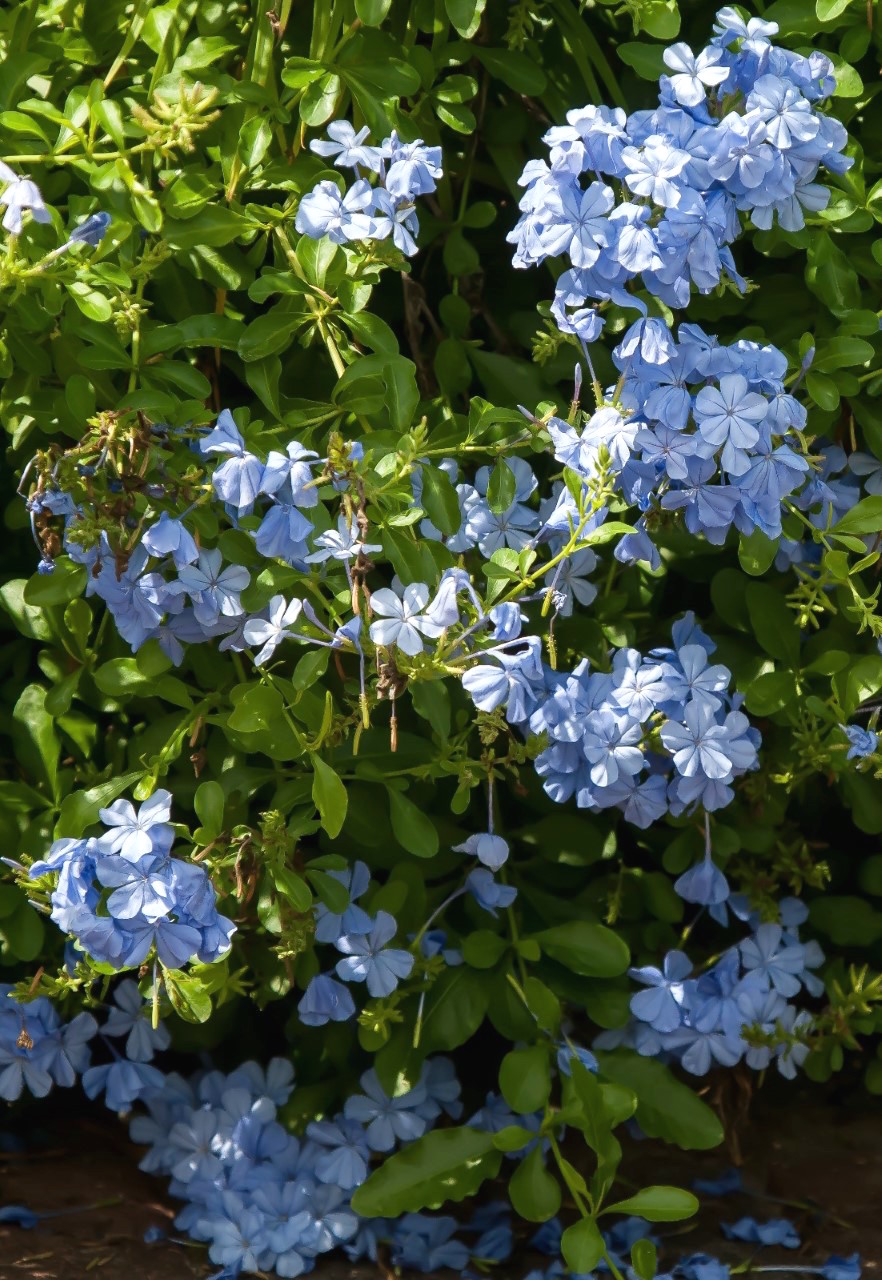 Cape plumbago Your ticket to the butterfly wild kingdom   CAES ...