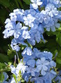 Plumbago forms a loose shrub in the landscape when kept at about 3-feet tall.