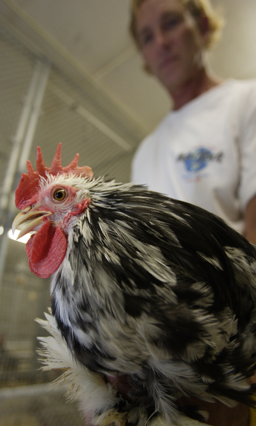 A University of Georgia research technician holds a chicken at a poultry research facility on the main campus in Athens, Ga.