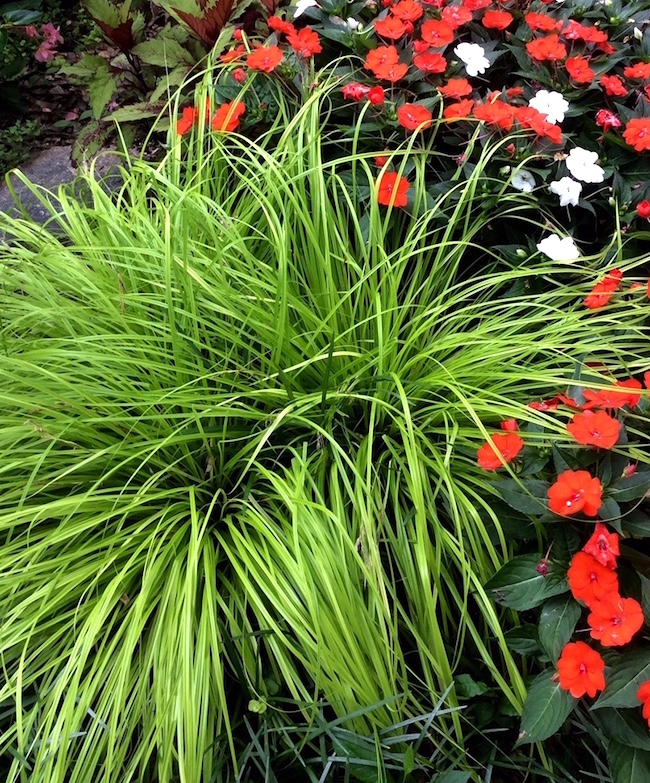 Everillo's grassy texture combines well with flowers like SunPatiens.