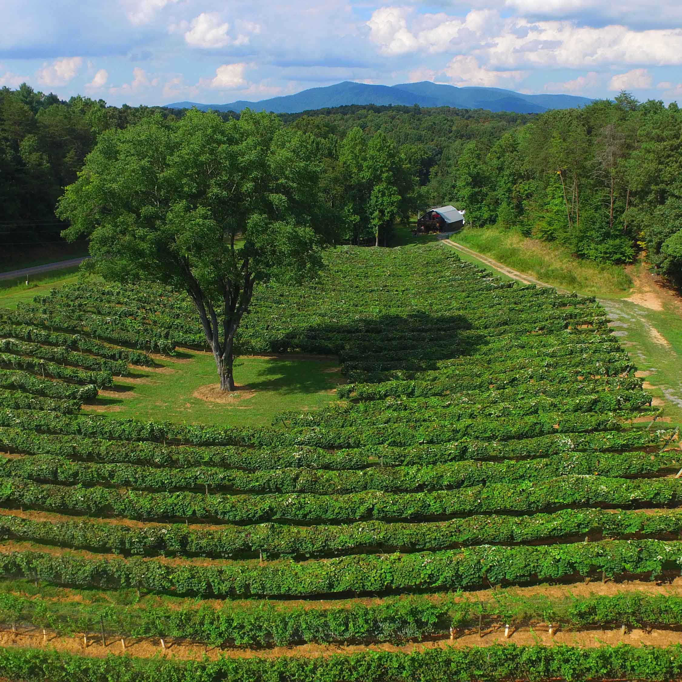 Cartecay Vineyards is one of many north Georgia wine grape vineyards that will be harvesting grapes this month.