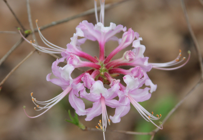 Ornamentals, like native azalea 'Rosy Cheeks,' perform well when planted in the fall. The key is to follow proper planting techniques. This includes digging the planting hole twice as big as the plant's rootball and breaking up the rootball before planting.