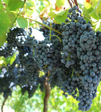 Georgia's Southern Piedmont grape farmers are finding success with hybrid varieties popularized in Texas wine country, like these Lenoir grapes grown in Haralson County.
