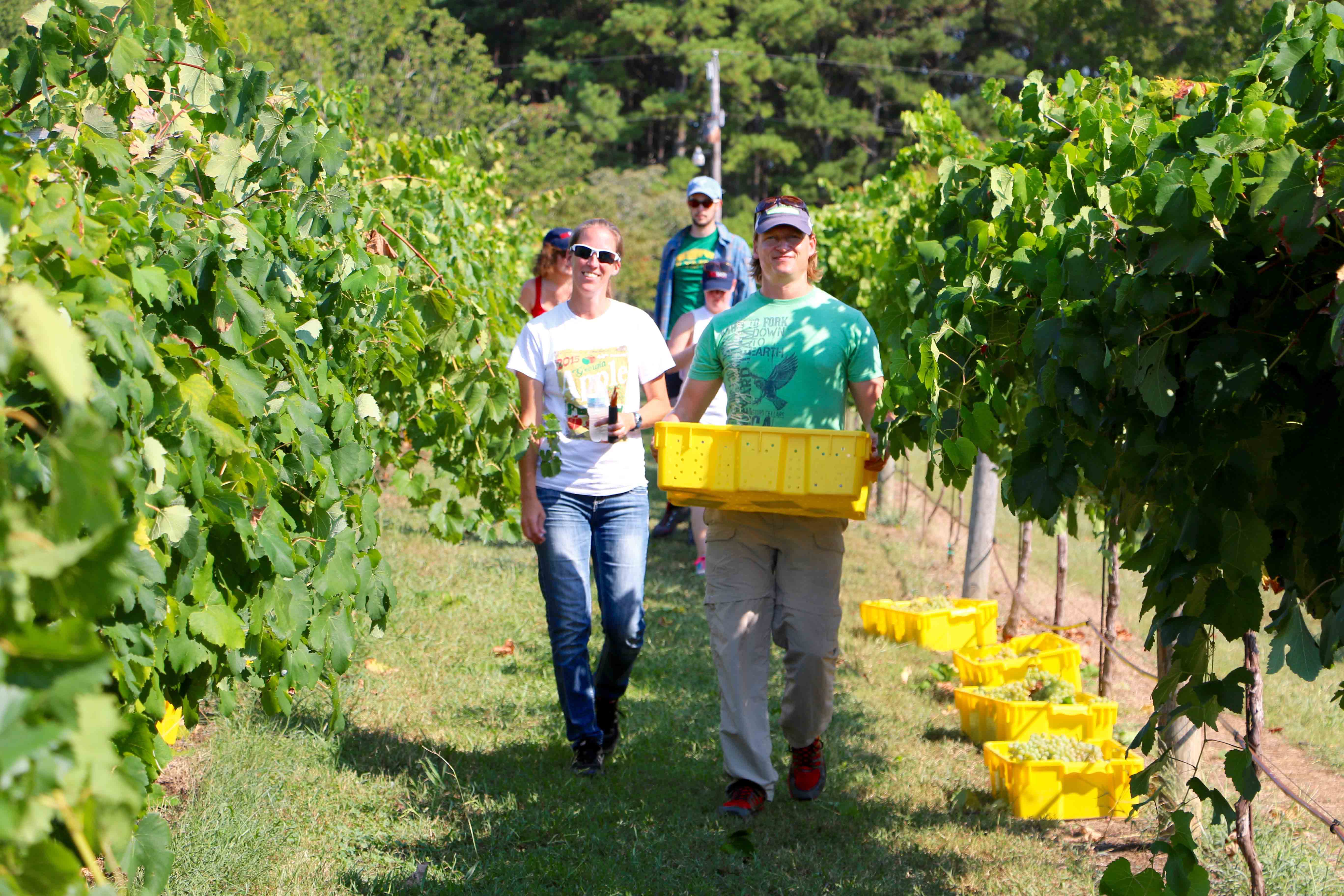 Texas-based viticulture consultant Fritz Westover, Carroll County Master Gardener Laura Davis, and staff members from the UGA Soil, Plant and Water Analysis Laboratories in Athens, Georgia, harvest grapes at Trillium Vineyards in Haralson County.