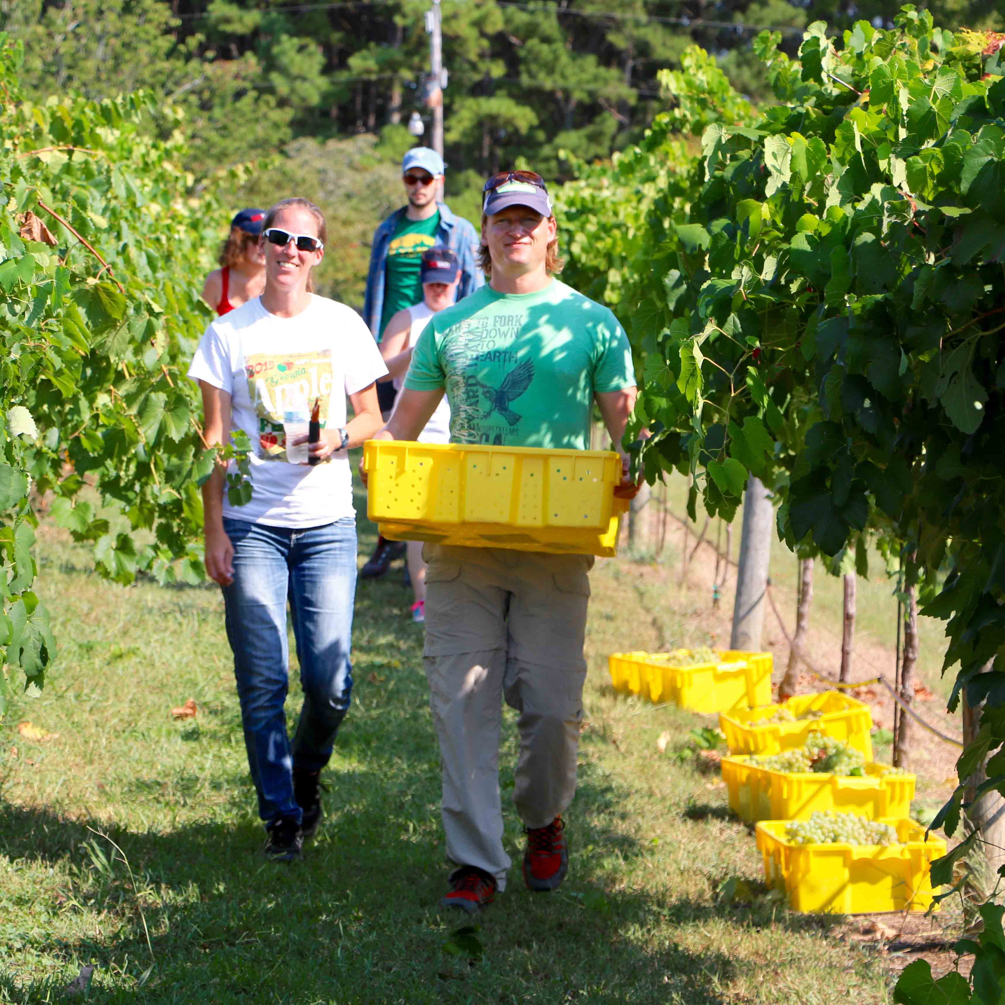 On August 16, UGA Extension specialists will offer aspiring wine makers a crash course on the wine industry.