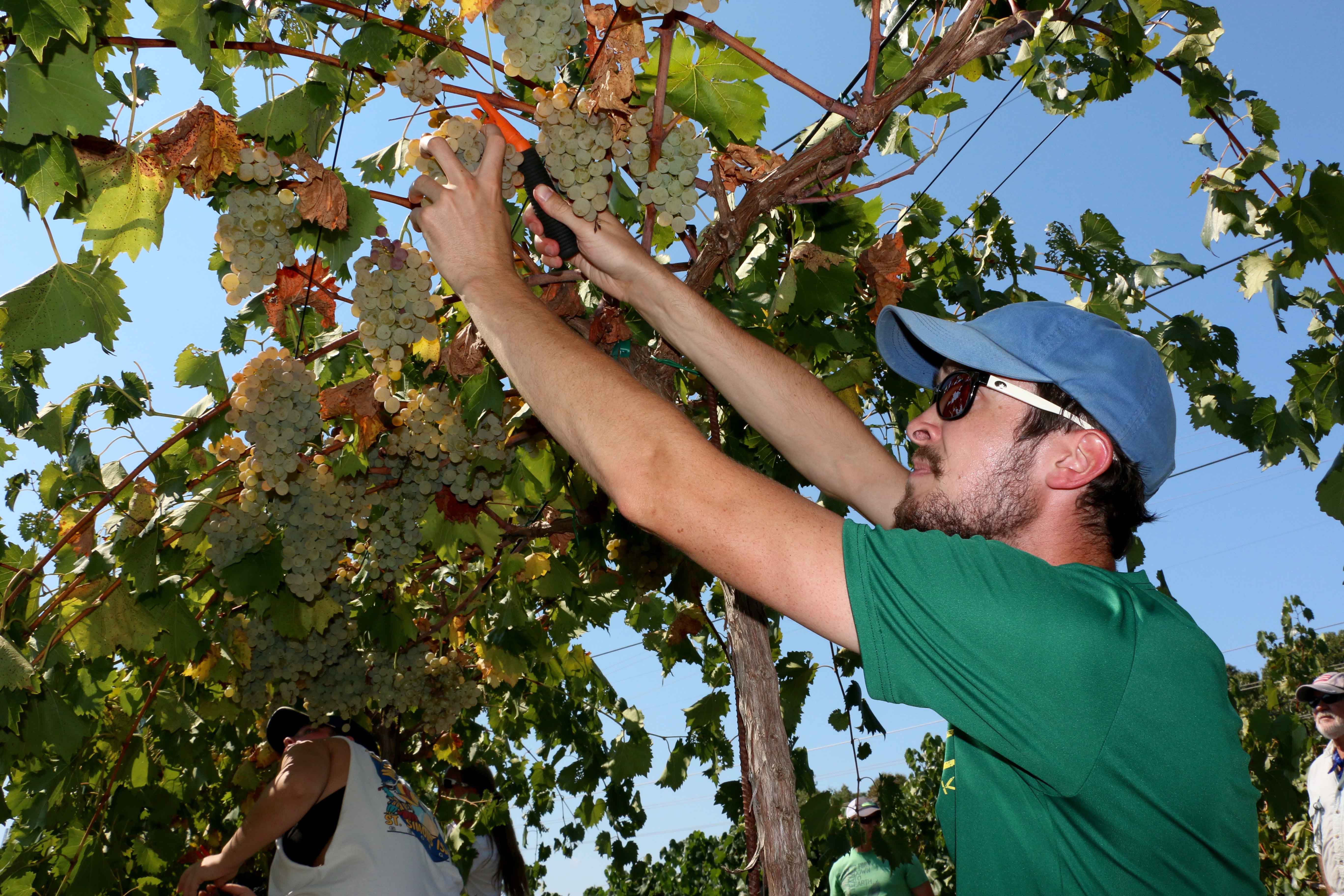 Jordan Burbage, of the UGA Soil, Plant and Water Analysis Laboratory in Athens, Georgia, harvests grapes at Trillium Vineyards, part of the collaborative research project being conducted by UGA Extension and Westover Vineyard Consulting.