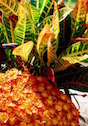 Crotons are the perfect choice for fall decoration, especially when partnered with Belgian mums.