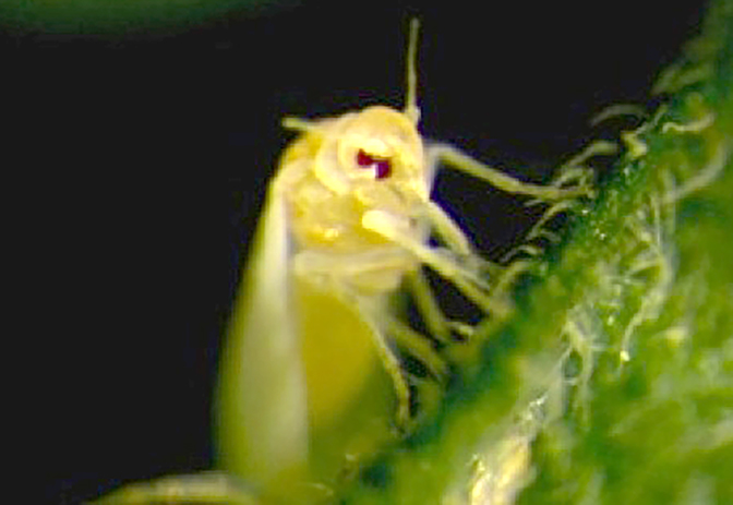 Pictured is an adult whitefly feeding on a tomato leaf.
Picture taken by Saioa Legarrea/UGA.