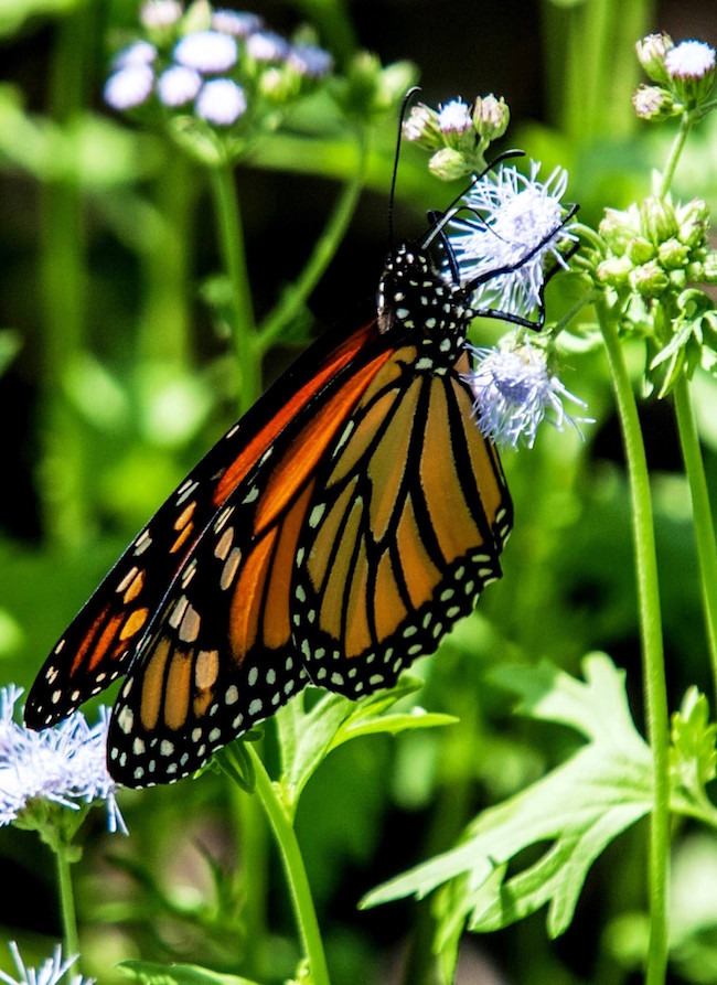 A monarch butterfly finds the palmleaf mistflower to be a tasty treat.