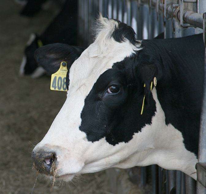 A dairy cow on the UGA Tifton Campus.