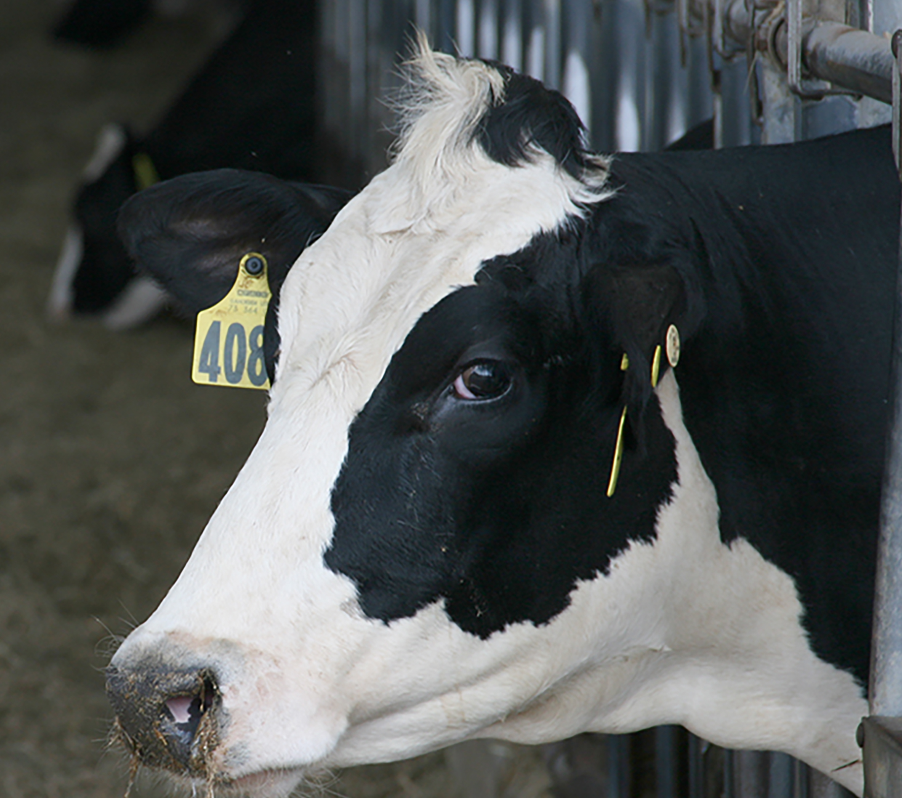 A dairy cow on the UGA Tifton Campus.