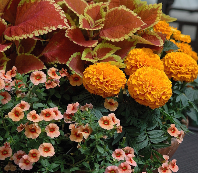 The 'Taishan Orange' marigold makes the perfect fall container plant, especially when it's combined with 'Trusty Rusty' coleus and 'Can-Can' calibrachoa.