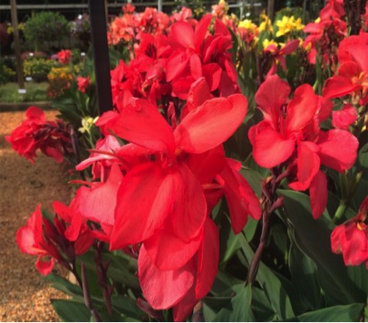 Canna 'Toucan™ Rose' grew quickly and began producing its large rose flowers in no time. The plants grew to 4 to 5 feet tall and were covered in large, deep rose canna flowers. Every week, this canna outshone its neighbors.