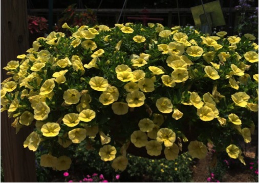 Calibrachoa 'Cabaret® Lemon Yellow' was a crowd favorite at the public open house before being selected as a Classic City Garden Award winner. It was quick to grow into a mound of deep green foliage that became covered in deep lemon-yellow flowers. This plant remained in full bloom all summer.