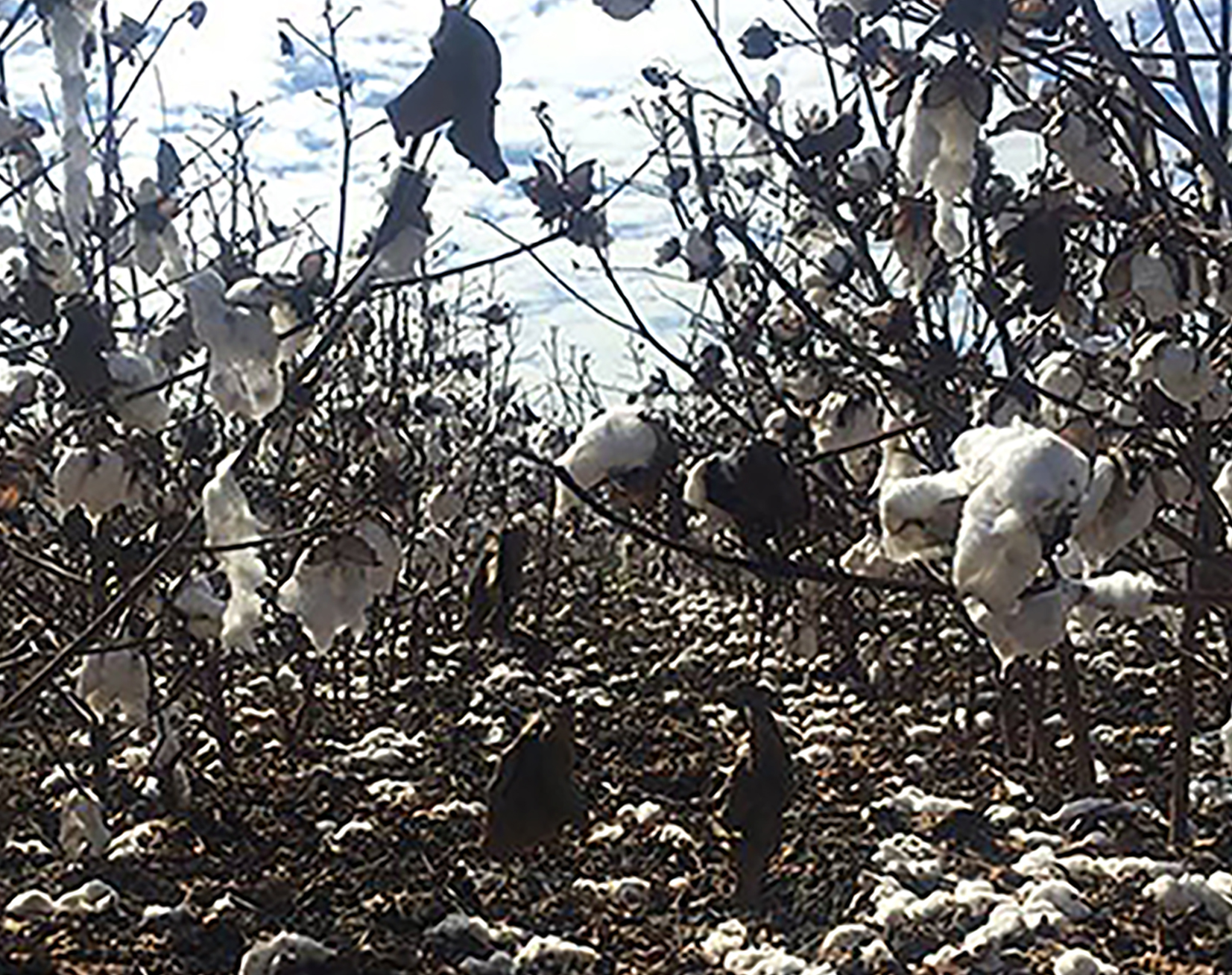 Damaged cotton in Bulloch County.