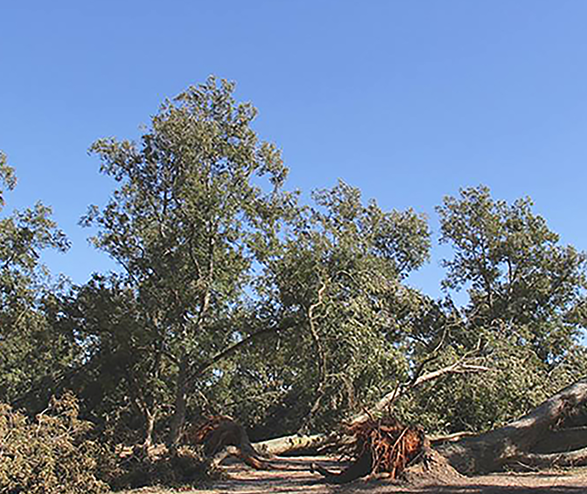 Pecan orchard damaged in Screven County.
