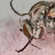 Female black fly feeds on a human host.