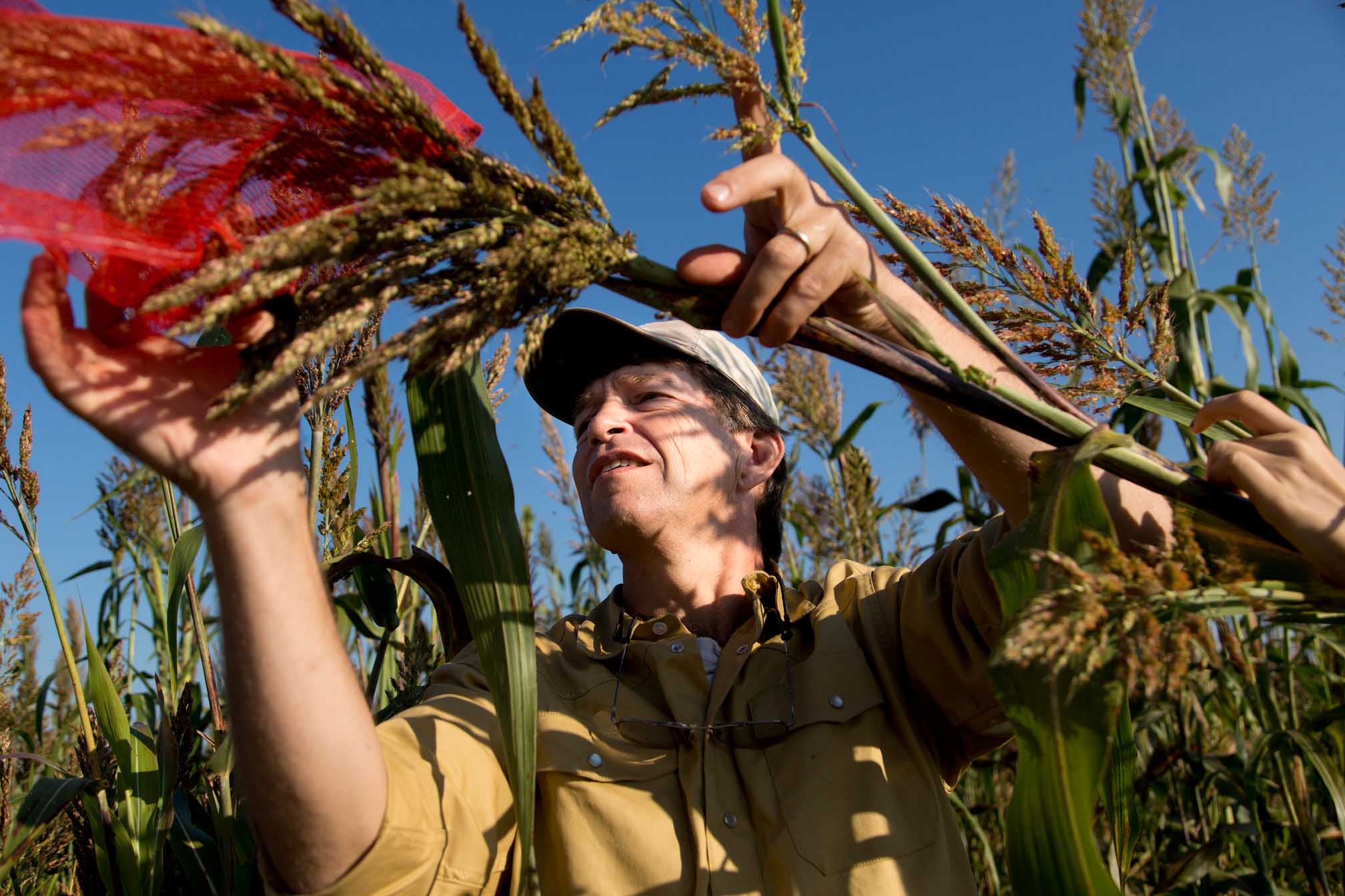 UGA Regents Professor Andrew Paterson is leading an international team working toward sustainable intensification of sorghum production.