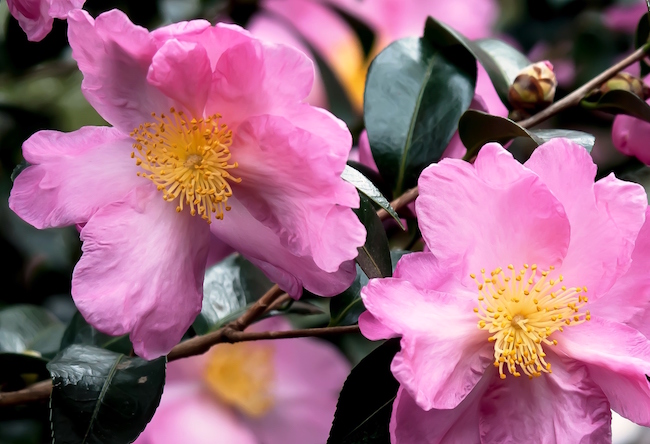 Fall-blooming camellias offer stunning landscape performance | CAES ...