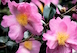 'Pink Butterfly' camellia blossoms are 4 to 5 inches wide.