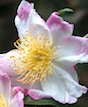 The 'Hana Jiman' camellia looks as though it were hand-painted by an artist.