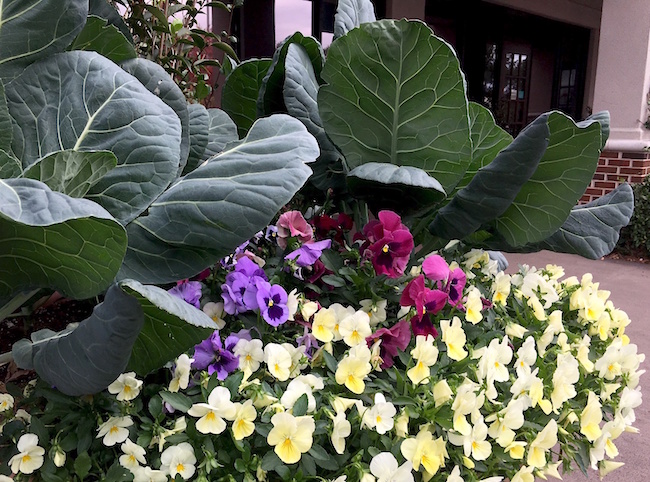 While collards are really old fashioned, the application with ornamentals is new and trendy. Their monolithic blue-green leaves can serve as an amazing backdrop to pansies and snapdragons