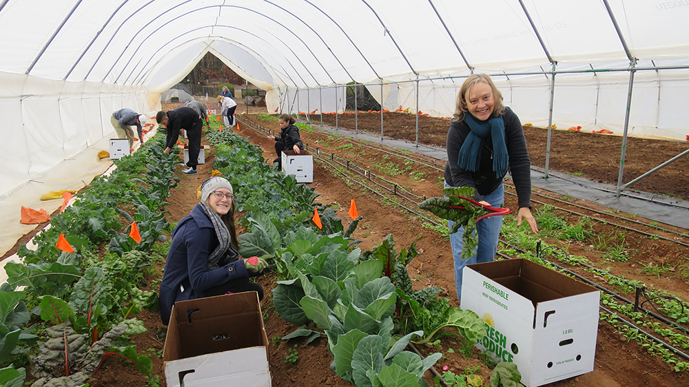 Students in the University of Georgia College of Agricultural and Environmental Sciences Department of Horticulture's "Protected and Controlled Environment Horticulture" class, Candance Young and Donna Nevalainen, harvest vegetables from their high tunnel in December 2016.