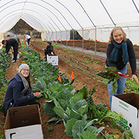 Students in the University of Georgia College of Agricultural and Environmental Sciences Department of Horticulture's "Protected and Controlled Environment Horticulture" class, Candance Young and Donna Nevalainen, harvest vegetables from their high tunnel in December 2016.