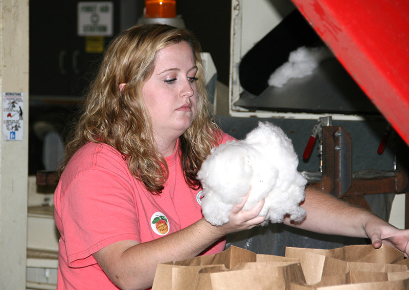 Cotton is sampled and put in bags at the UGA Tifton microgin.